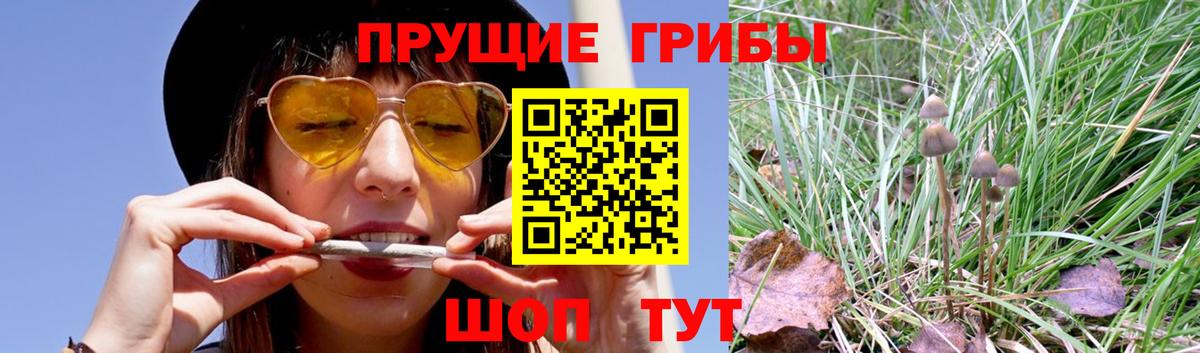 Галлюциногенные грибы Psilocybe Лабытнанги